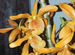 Орхидея дендробиум Stardust Firebird (детки)
