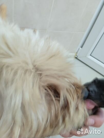 Йоркширский терьер щенки