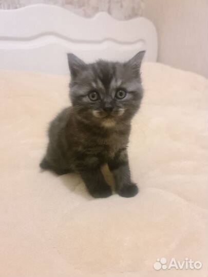 Котята британские