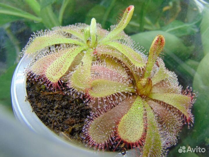 Росянки Алисии