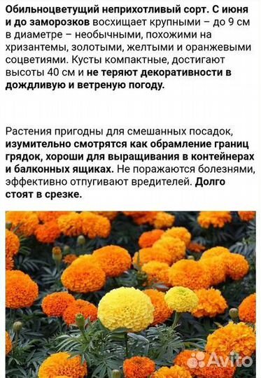 Цинии, Астры, Бархатцы, Календула семена