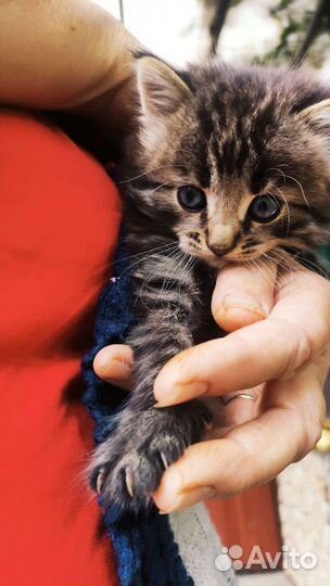 Котенок (мальчик)