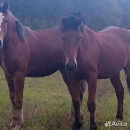 Мясо конина