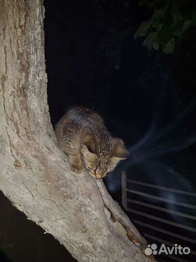 Кошечка