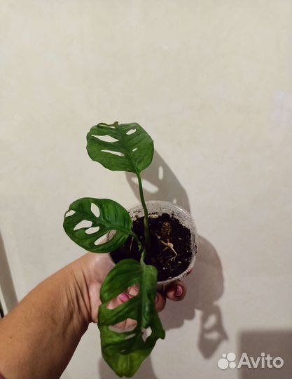 Сингониумы взрослые и монстера