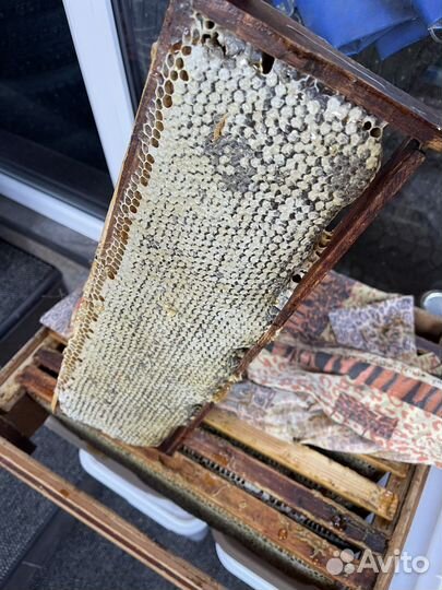 Рамка меда в сотах 2023