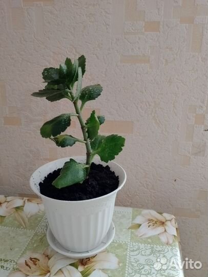 Каланхоэ красное