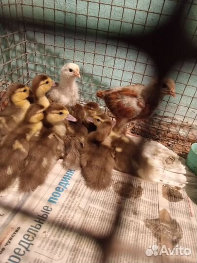 Мускусные утята индоутки