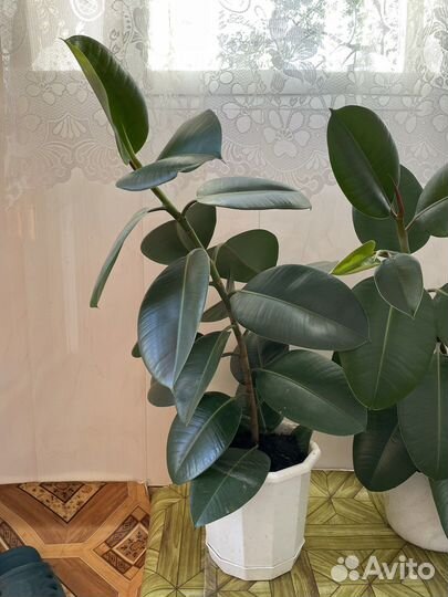 Фикус каучуконосный