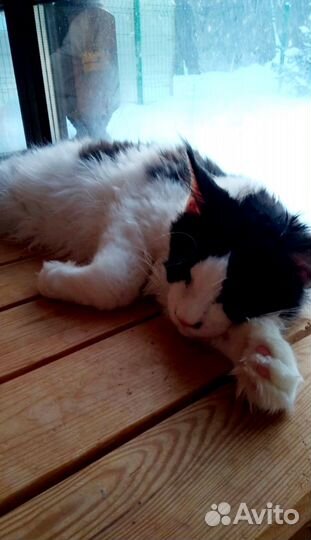 Кошечки, котики Мейн-кун