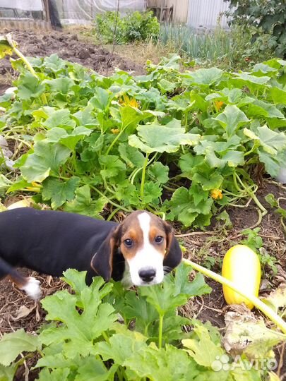 Продаются щенки финской гончей