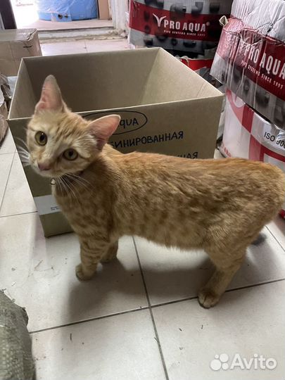 Котята в добрые руки даром
