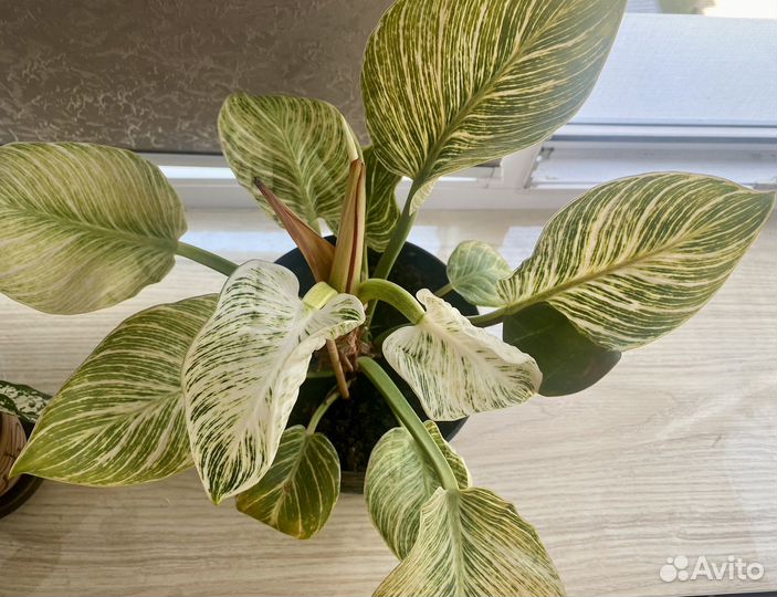 Филодендрон биркин