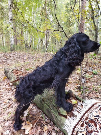 Вязка кокер спаниель