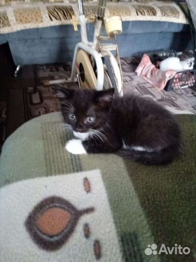 Кошки в добрые руки бесплатно