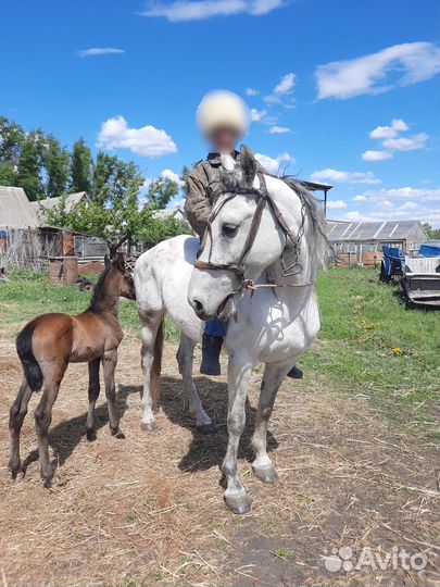 Кобыла с жеребенком