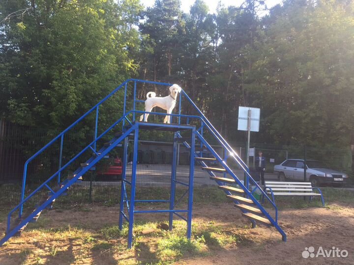 Передержка собак «Догситтер»