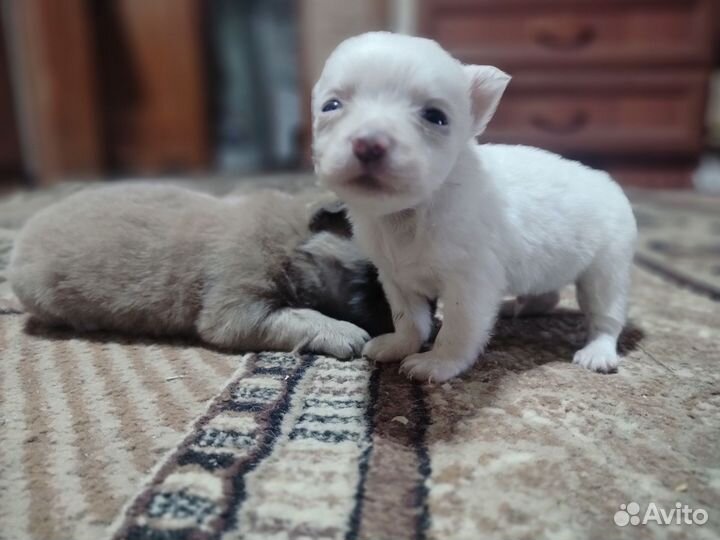 Щенки чихуахуа