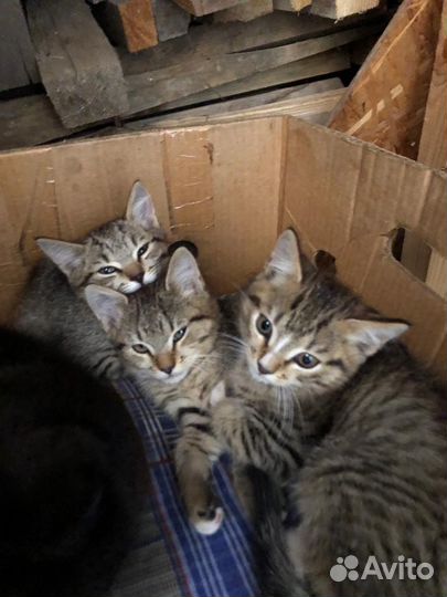 Кошка в дар бесплатно