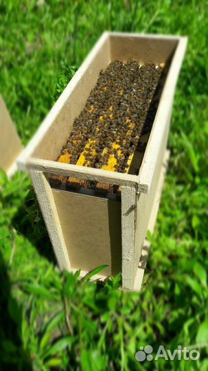 Пчелосемьи пчелопакеты рои