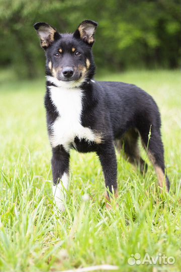 Щенок в добрые руки