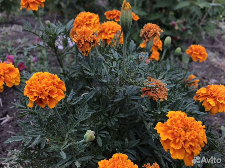 Семена бархатцев