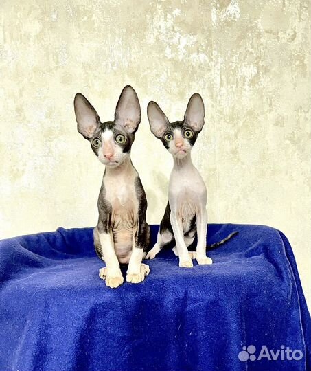 Котята корниш-рекс