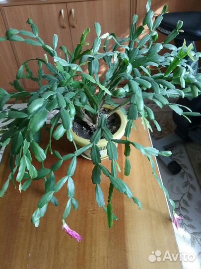 Цветы для дома и офиса