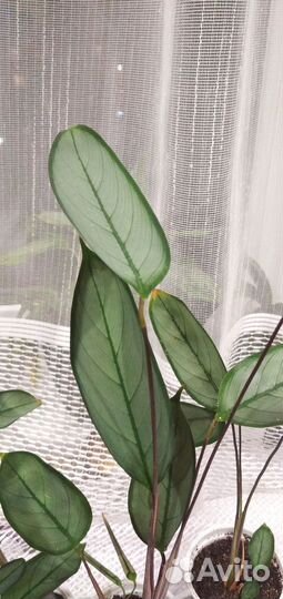 Комнатное растение ктенанта