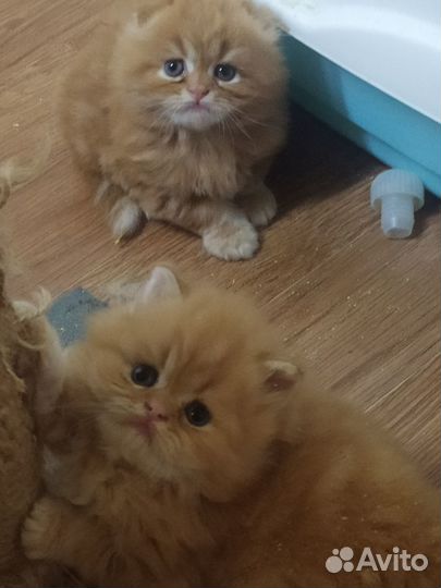 Шотландские котята
