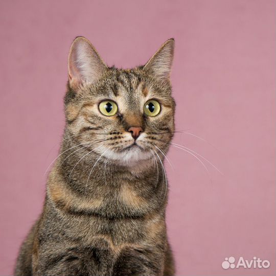 Кошка Стася мисс Грациозность