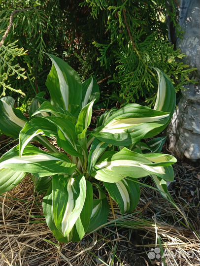 Хоста сортовая