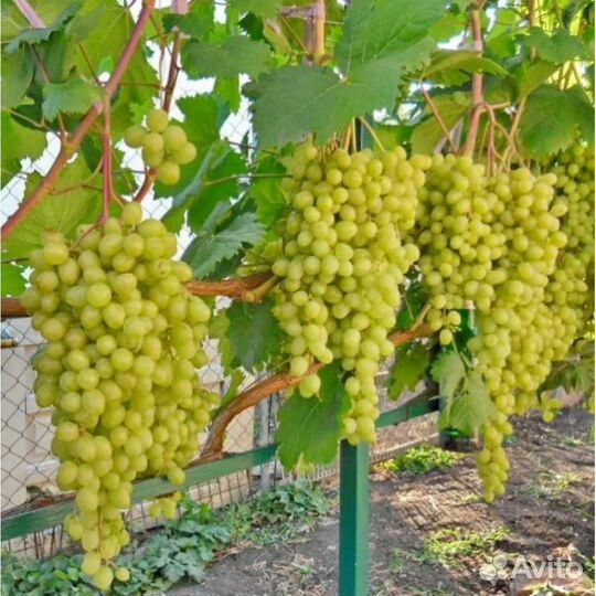 Саженцы и черенки винограда