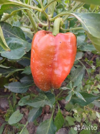 Перец болгарский
