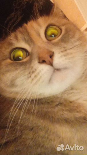 Кошка