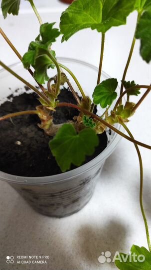 Леона галактика Пеларгония герань