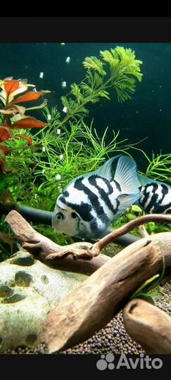Аквариумные рыбки