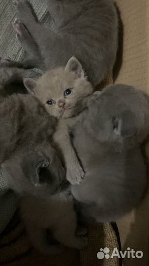 Шотландская