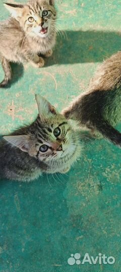 Котята в добрые руки бесплатно