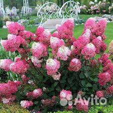 Гортензия метельчатая и древовидная