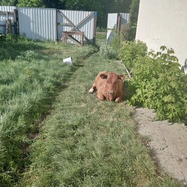 Теленок