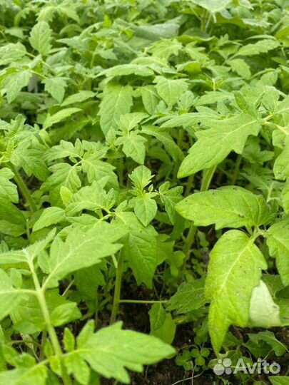 Рассада помидор