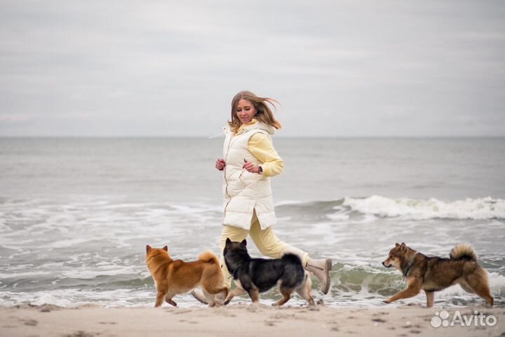 Домашняя передержка собак и кошек