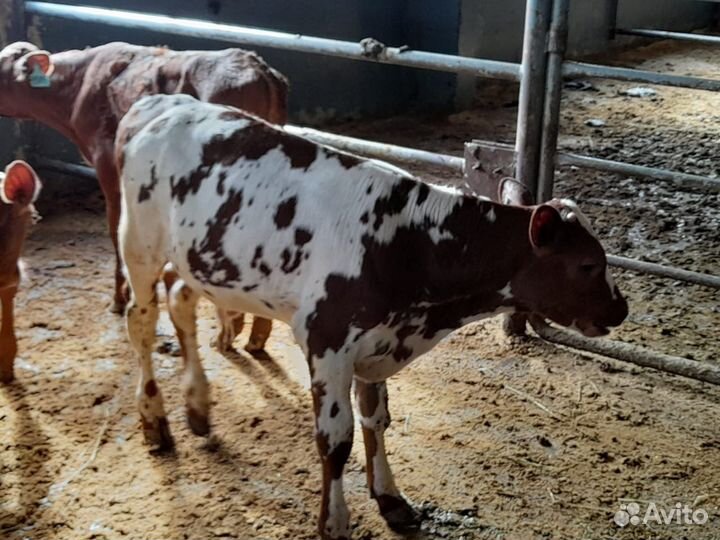 Телки бычки