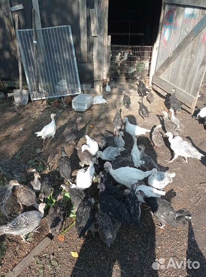 Индюшата помеси