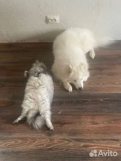 Самоедская лайка