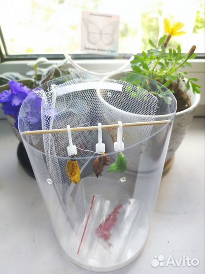 Ферма бабочек