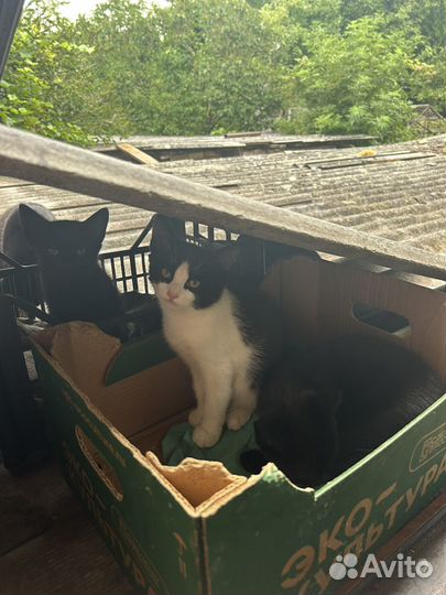Котята в добрые руки