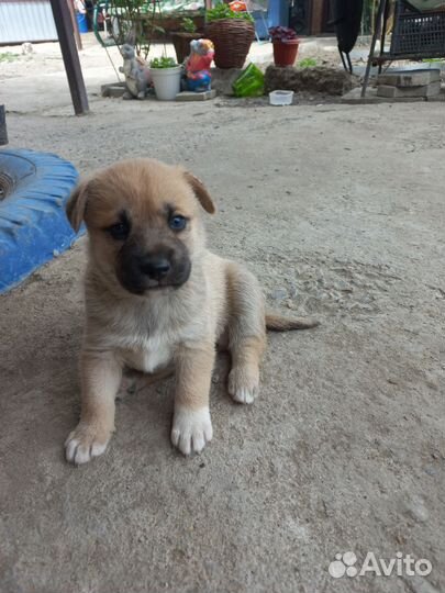 Собака в добрые руки отдам бесплатно