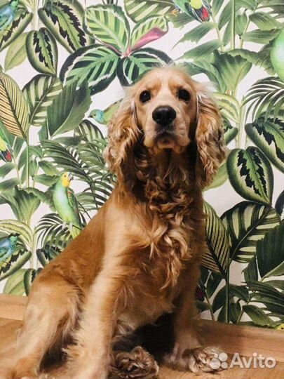 Кокер спаниель